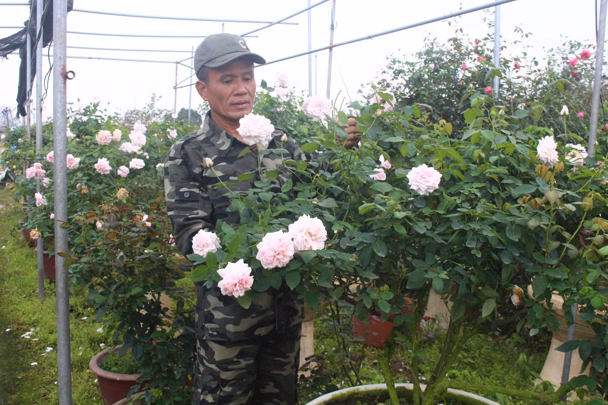 Vuon hoa hong ngoai khung 2 van cay cua U60 o lang hoa Xuan Quan