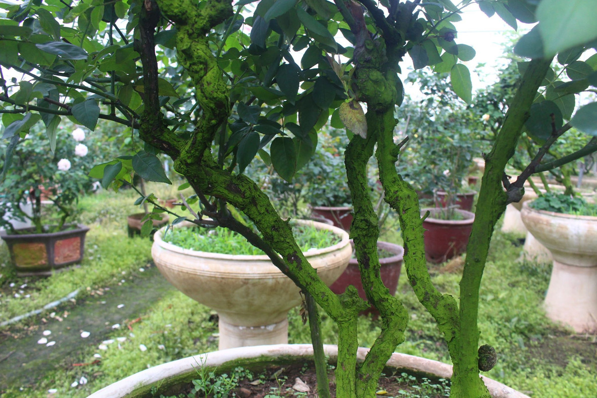 Vuon hoa hong ngoai khung 2 van cay cua U60 o lang hoa Xuan Quan-Hinh-5