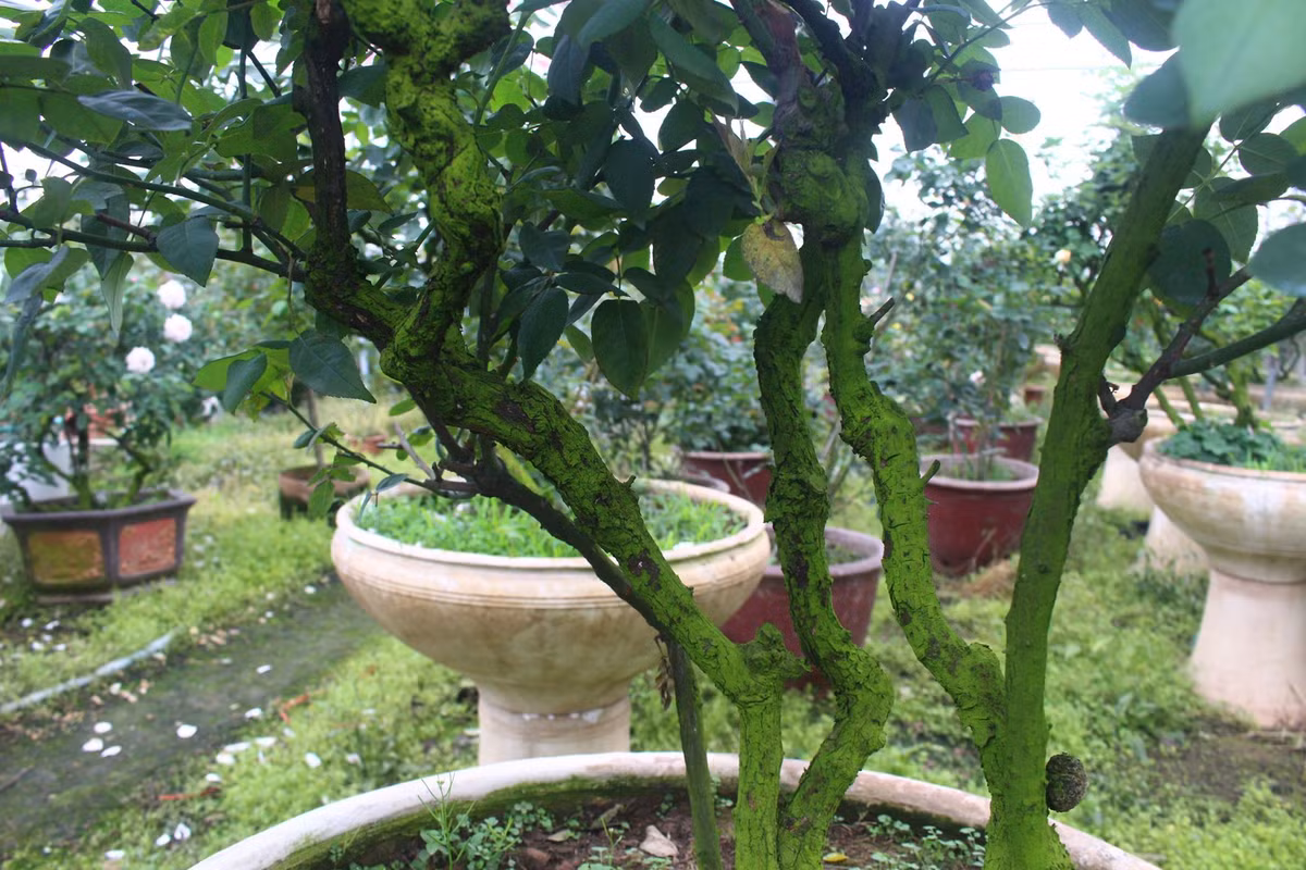 Vuon hoa hong ngoai khung 2 van cay cua U60 o lang hoa Xuan Quan-Hinh-5