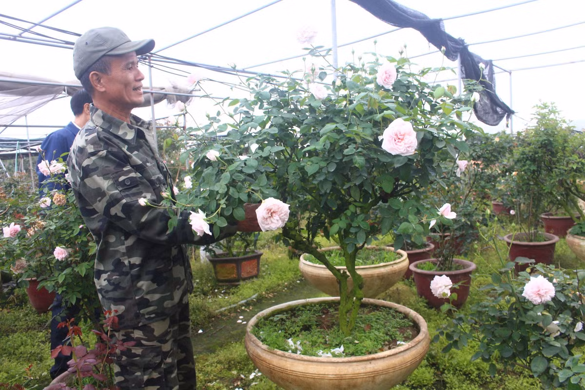Vuon hoa hong ngoai khung 2 van cay cua U60 o lang hoa Xuan Quan-Hinh-4