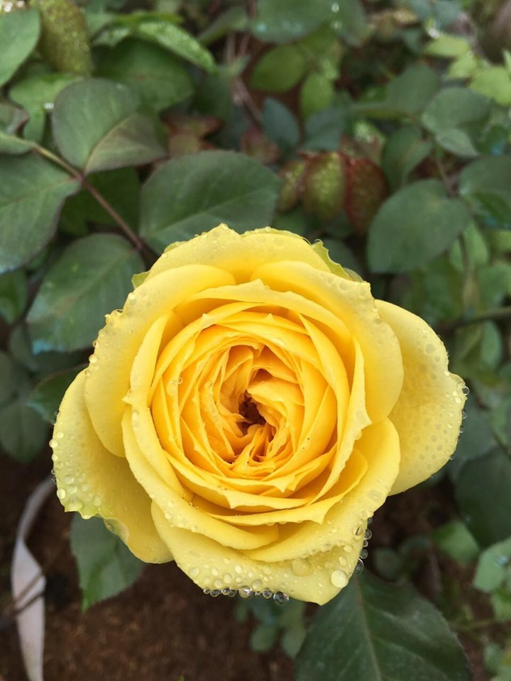 Vuon hoa hong ngoai khung 2 van cay cua U60 o lang hoa Xuan Quan-Hinh-7