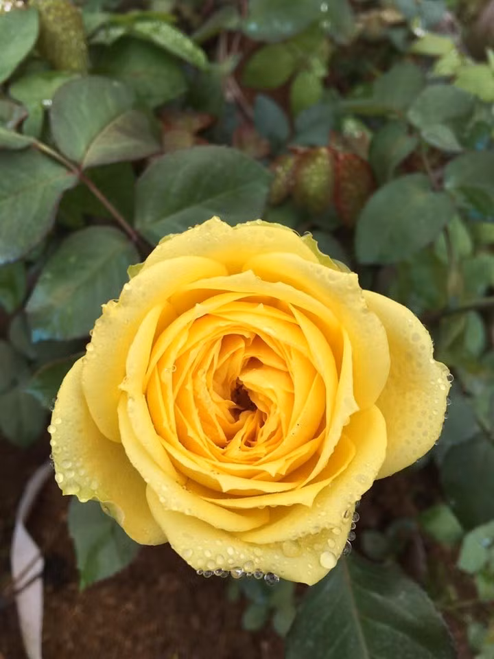 Vuon hoa hong ngoai khung 2 van cay cua U60 o lang hoa Xuan Quan-Hinh-7