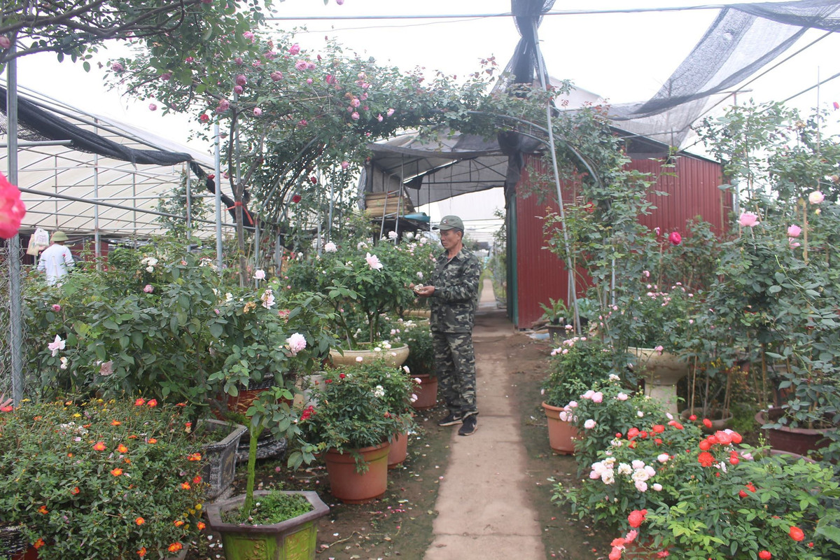 Vuon hoa hong ngoai khung 2 van cay cua U60 o lang hoa Xuan Quan-Hinh-3