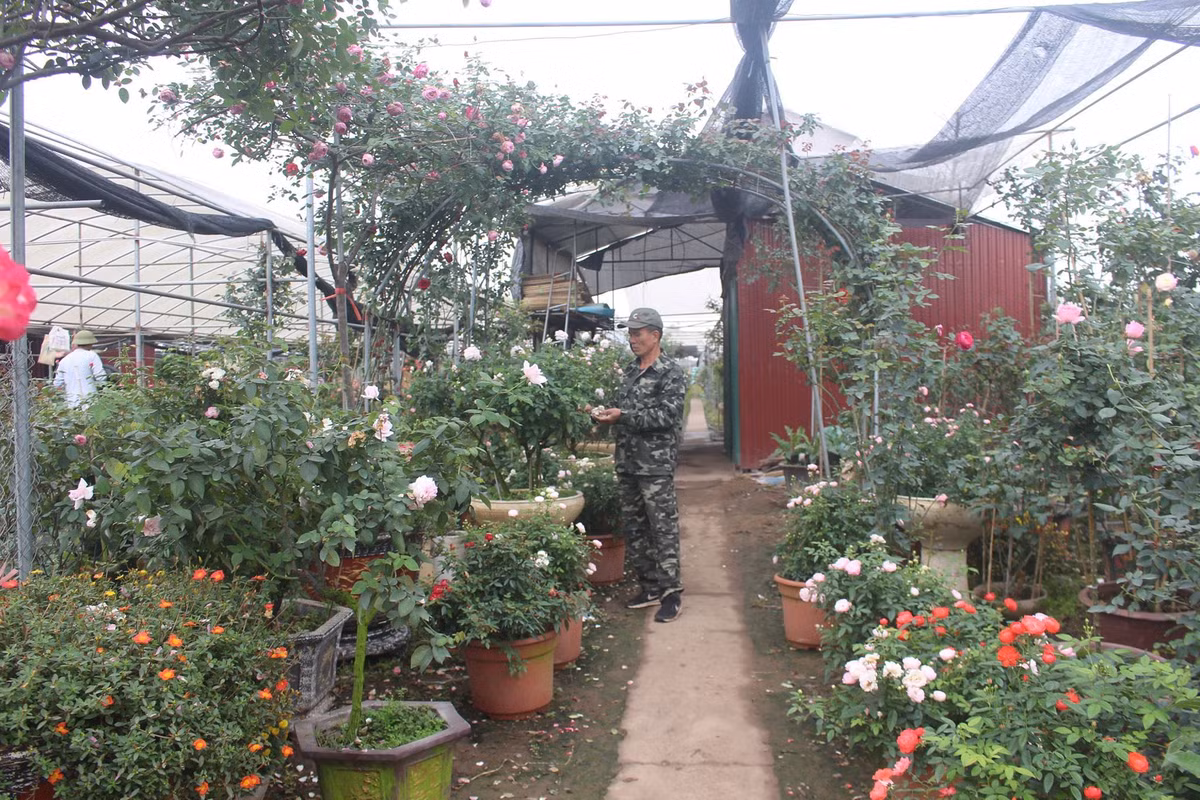 Vuon hoa hong ngoai khung 2 van cay cua U60 o lang hoa Xuan Quan-Hinh-3