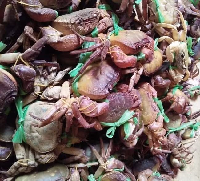 Dac san nui 'ngon hon cua bien, re hon cua dong', dan buon hot bac-Hinh-2