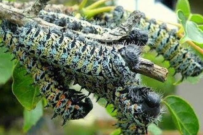 Lộc trời nhìn gớm ghiếc mà đắt hơn tôm hùm Loc troi nhin gom ghiec ma dat hon tom hum