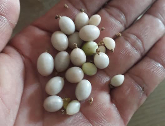 Loại cây mọc dại bờ rào bất ngờ được thu mua với giá cao - Hình 4 Loai cay moc dai bo rao bat ngo duoc thu mua voi gia cao-Hinh-4