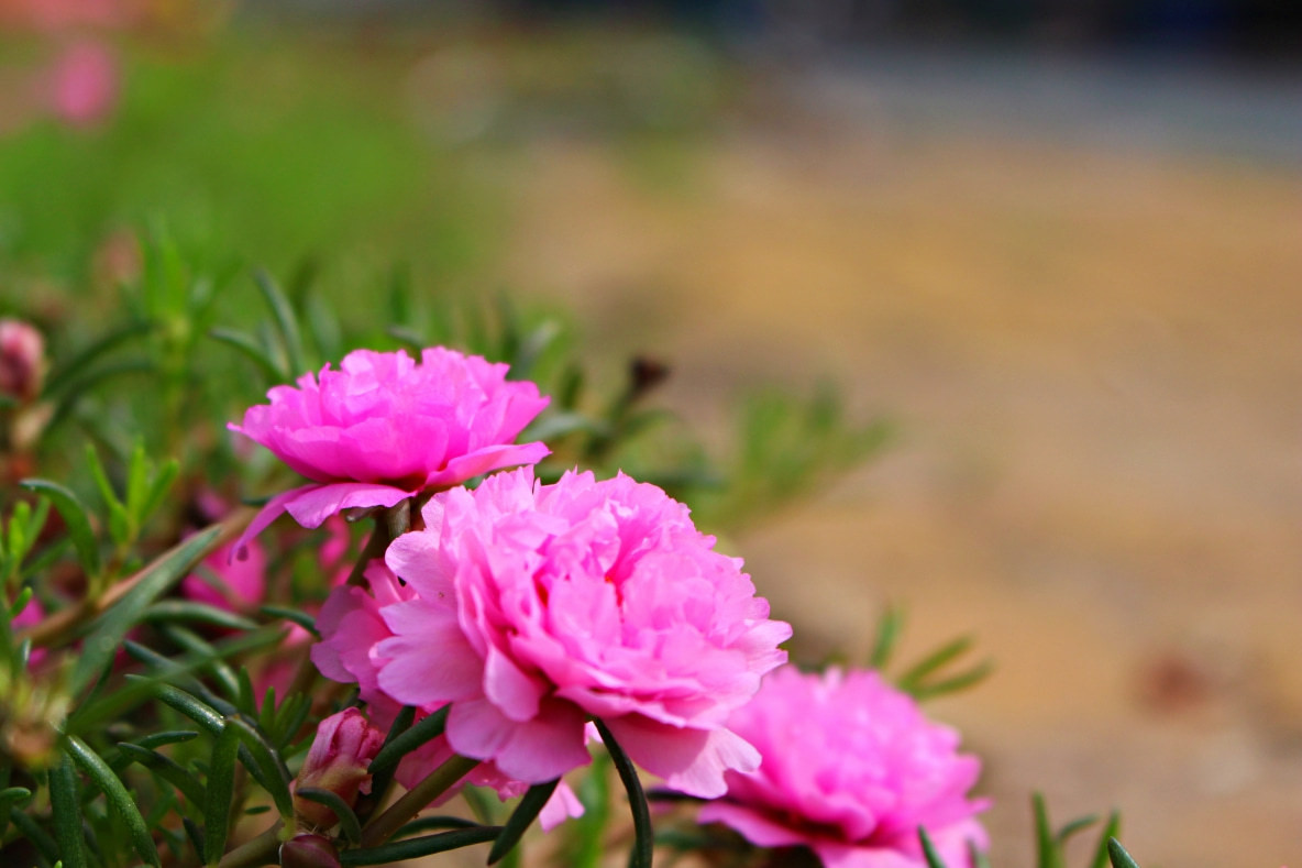 Vay me de 500 trieu dua cho me chong!