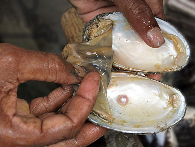 Nhả thứ bé tẹo mà bán 'hốt bạc', nhiều người 'ôm' tiền tỷ - Hình 8 Nha thu be teo ma ban 'hot bac', nhieu nguoi 'om' tien ty-Hinh-8