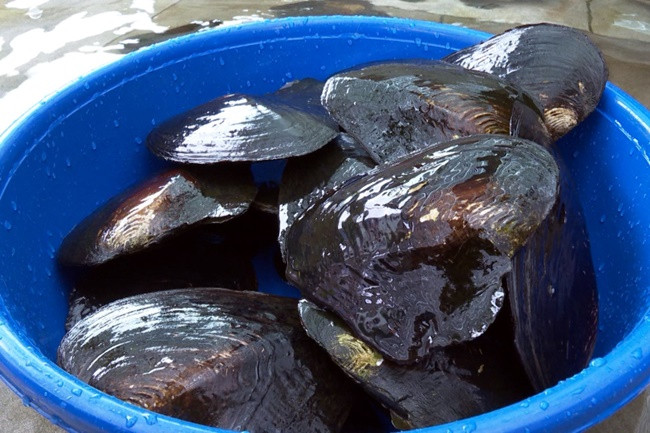 Nhả thứ bé tẹo mà bán 'hốt bạc', nhiều người 'ôm' tiền tỷ - Hình 2 Nha thu be teo ma ban 'hot bac', nhieu nguoi 'om' tien ty-Hinh-2