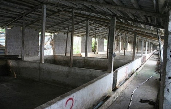 Loai cua nha giau gia re bat ngo, tieu thuong tiet lo su that-Hinh-2