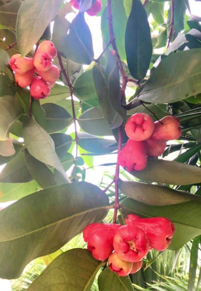 Trái cây sai quả trong căn vườn của Quyền Linh.