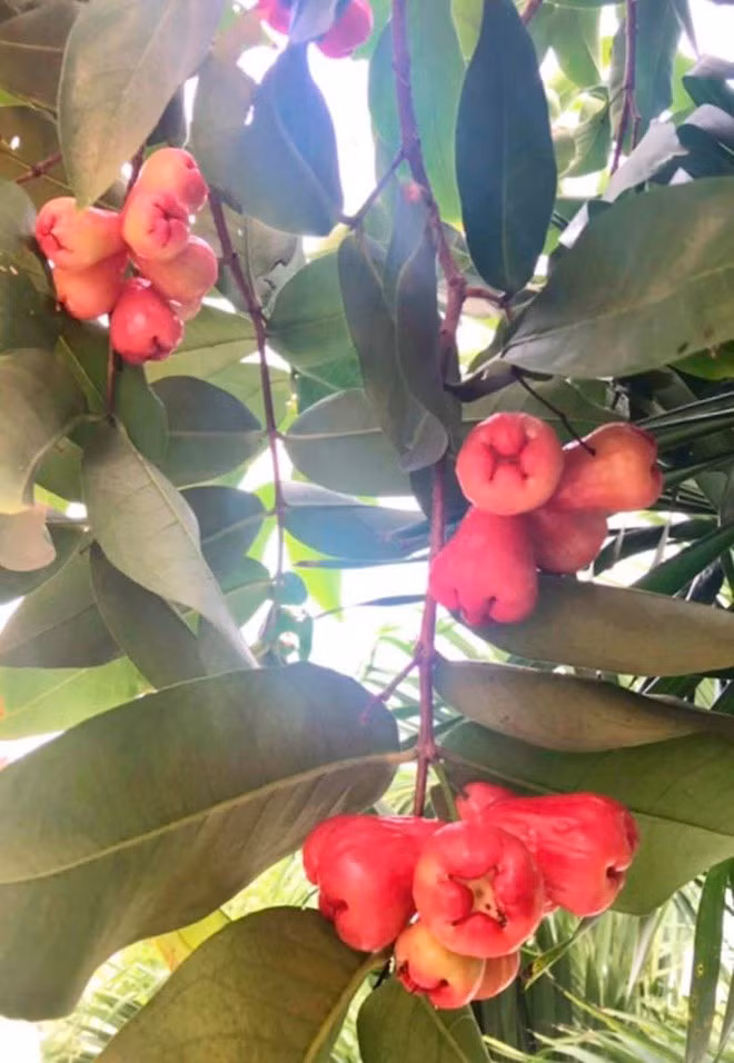 Trái cây sai quả trong căn vườn của Quyền Linh.