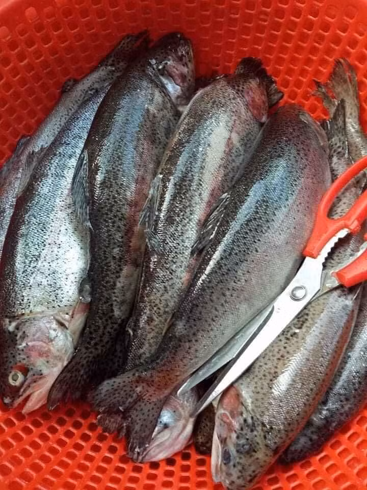 Ca hoi Sapa gia re, om so luong nhieu ban online kiem ca trieu/ngay