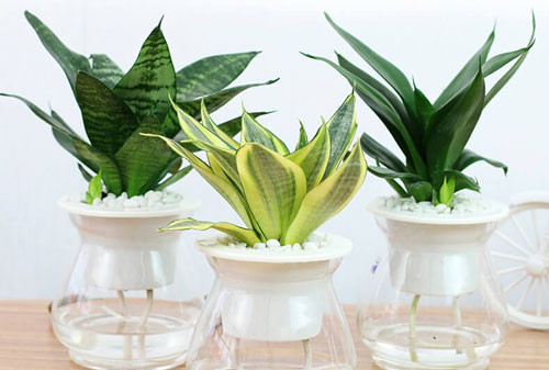 5 loại cây Thần Tài, chiêu tài dẫn lộc, lọc sạch không khí 5 loai cay Than Tai, chieu tai dan loc, loc sach khong khi