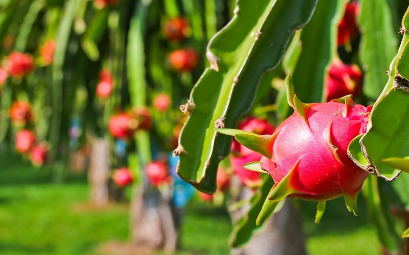 Cach an trai cay sai lam hai suc khoe vo cung-Hinh-3