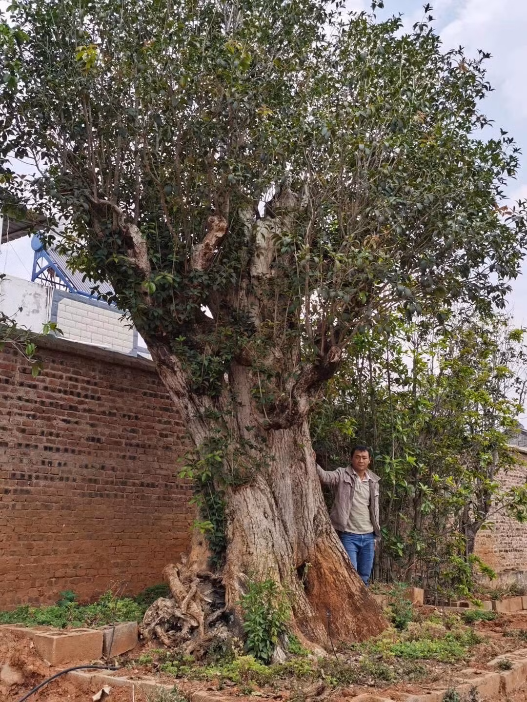 Trung Quoc chiu chi 12 ty mua cap cay 'khung', dai gia van chua chiu ban-Hinh-4