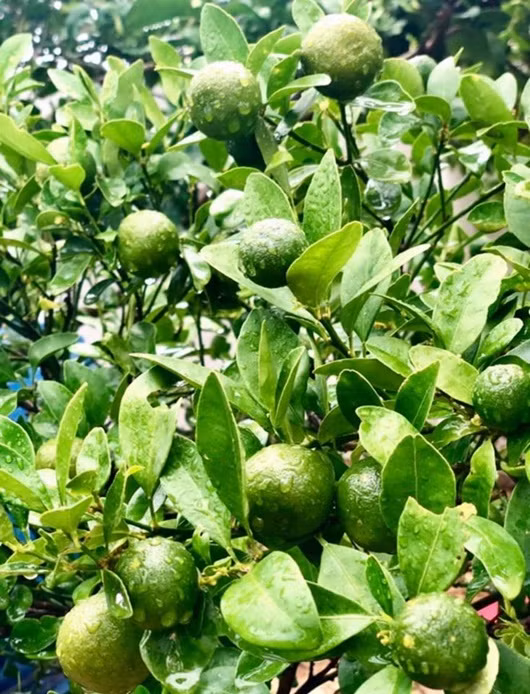 Theo bà xã Quyền Linh, để có vườn cây sai quả bên cạnh việc chăm sóc cần chọn giống tốt, bón phân đúng quy trình.