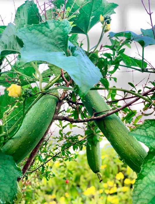 Vườn cây trái trên sân thượng giúp gia đình Quyền Linh luôn có thực phẩm sạch để ăn.