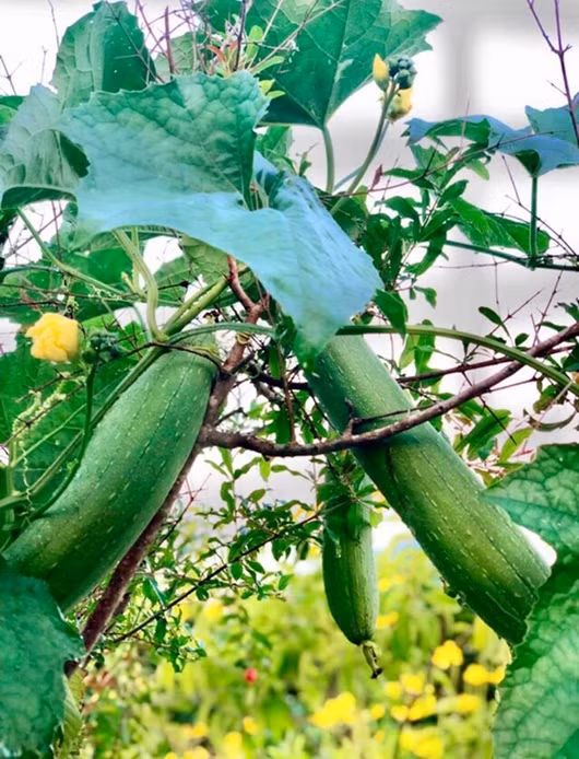 Vườn cây trái trên sân thượng giúp gia đình Quyền Linh luôn có thực phẩm sạch để ăn.