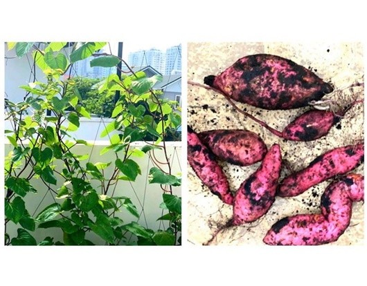 "Trồng một củ khoai lang để làm cảnh, nhưng kết quả được số củ này", bà xã Quyền Linh hài hước viết.