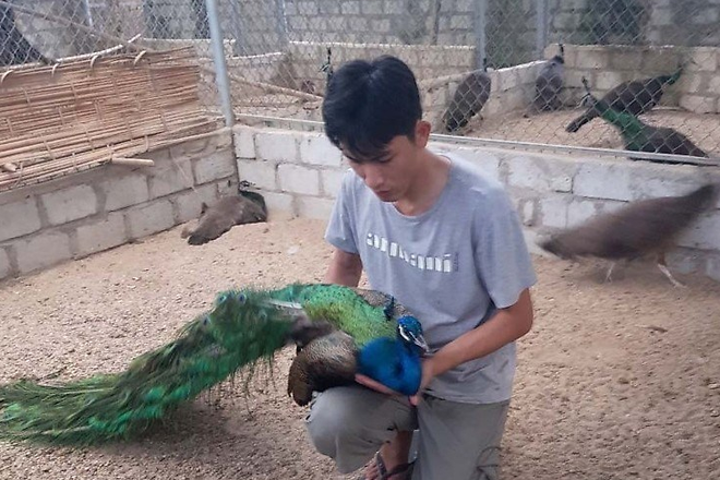 Thuan hoa chim cong bang nuoc muoi ban gia sieu cao