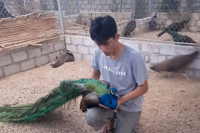 Thuan hoa chim cong bang nuoc muoi ban gia sieu cao