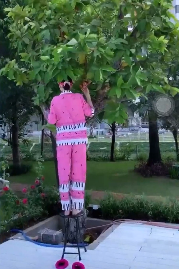 Ngọc Trinh vắt vẻo trèo cây hái mận - Hình 4 Ngoc Trinh vat veo treo cay hai man-Hinh-4