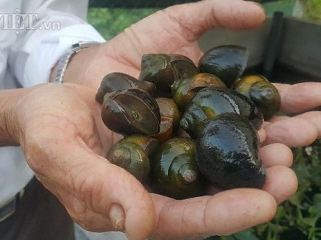 Nuoi con hiem co kho tim, lao nong thu ve nua ty dong moi nam-Hinh-6