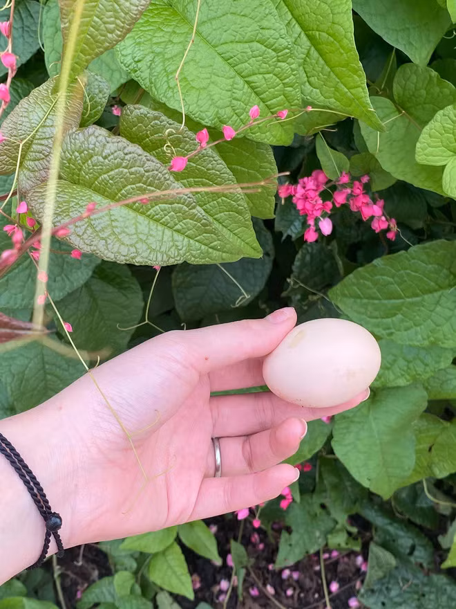 'Shark' Hung tu nau toan mon cua nha lam ra 'sang - xin'-Hinh-5