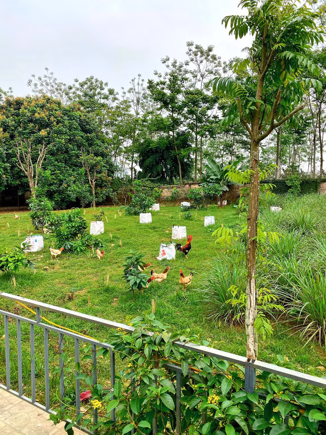 'Shark' Hung tu nau toan mon cua nha lam ra 'sang - xin'-Hinh-3