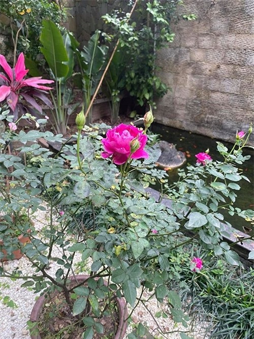 Khong gian song ngap tran anh nang cua Phuong Chanel-Hinh-8