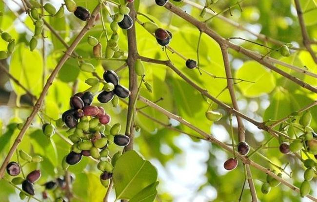 Loai qua la co ten khong hap dan nhung gia vai tram nghin/kg-Hinh-3