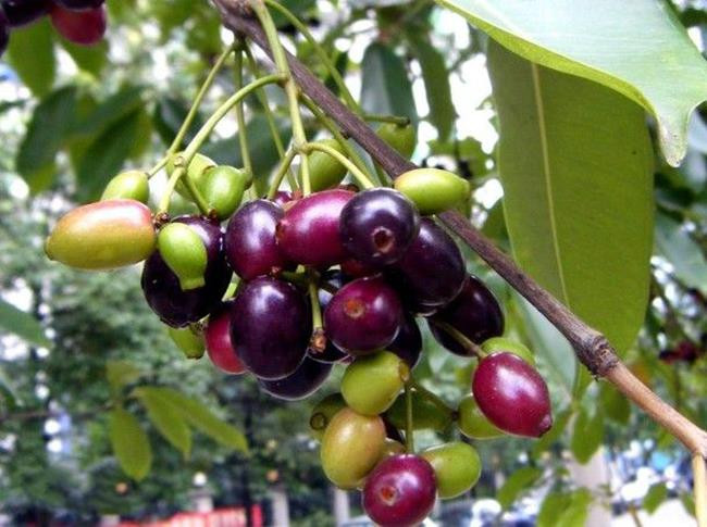 Loai qua la co ten khong hap dan nhung gia vai tram nghin/kg