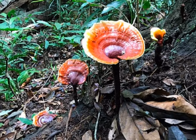 Nhung loai nam dat do duoc san lung o Viet Nam-Hinh-2