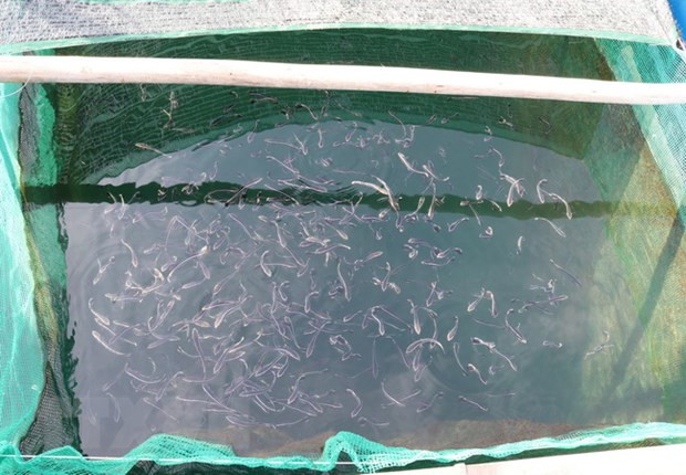 Khánh Hòa ứng dụng công nghệ sản xuất giống nhân tạo Khanh Hoa ung dung cong nghe san xuat giong nhan tao