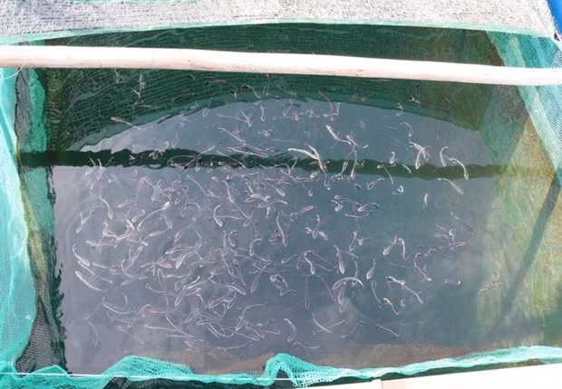 Khanh Hoa ung dung cong nghe san xuat giong nhan tao