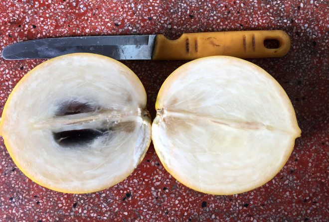 La lung vu sua mau vang ong, cho trai quanh nam-Hinh-4