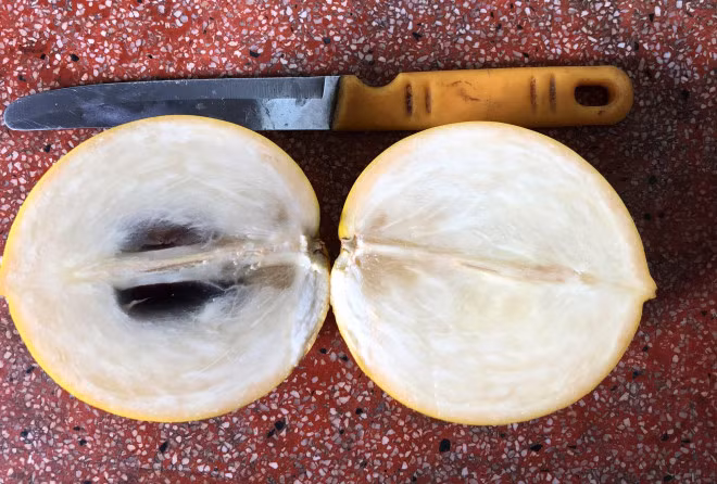 La lung vu sua mau vang ong, cho trai quanh nam-Hinh-4