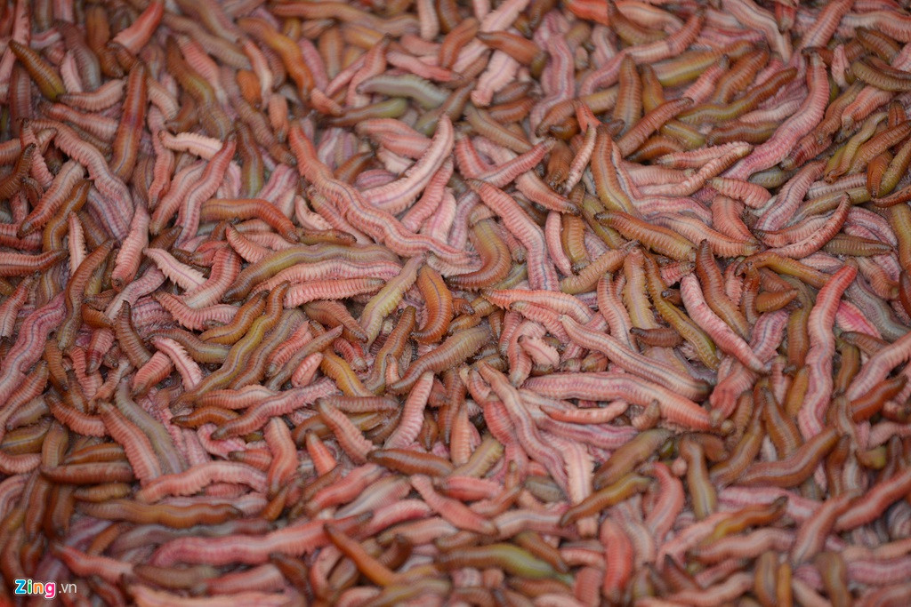 Rươi là đặc sản theo mùa chỉ có ở miền Bắc, mỗi năm xuất hiện ngắn ngủi vài ngày. Thời gian được dân gian đúc kết chính xác là "tháng chín đôi mươi, tháng mười mùng năm", có nghĩa rươi chỉ nổi tập trung vào ngày 20/9 và 5/10 (Âm lịch). Thịt rươi có nhiều chất dinh dưỡng, song món ăn này lại khiến nhiều thực khách không quen e sợ.