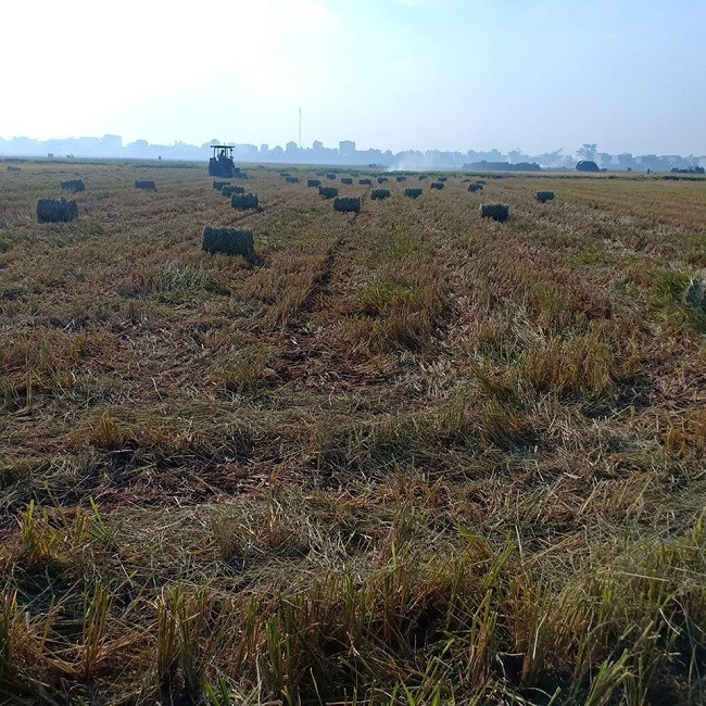 Nong dan vut day dong, thanh nien thu ve tien trieu moi ngay-Hinh-2