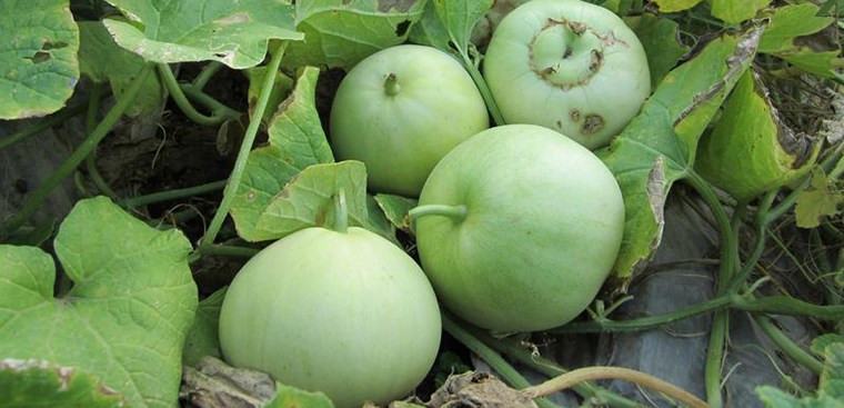 Cách chọn dưa lê ngon ngọt đúng hàng cực phẩm Cach chon dua le ngon ngot dung hang cuc pham