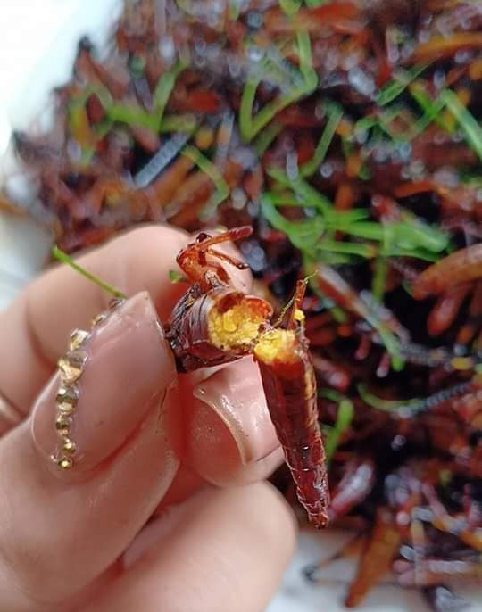 Chau chau trung 150 nghin/kg an phai dang ky cho uu tien-Hinh-3