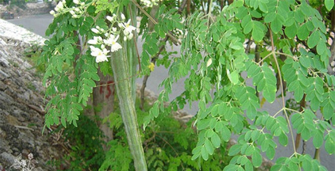 Nhung thuc pham co the gay say thai me nao cung can biet-Hinh-6