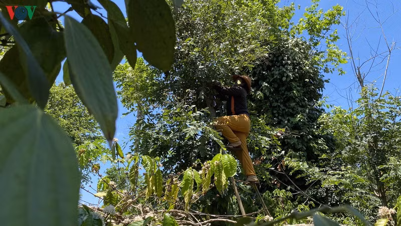 Sâu trên cây muồng là sâu bướm phấn vàng. Sâu chỉ ăn lá muồng và không gây hại cho các loại cây trồng khác. Muồng đen là cây gỗ quý thuộc nhóm I, được trồng phổ biến nhằm chắn gió, che nắng cho vườn cà phê; đồng thời làm trụ cho cây hồ tiêu. 