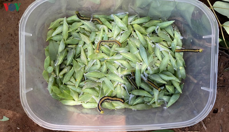 Mỗi ngày một người có thể bắt được 4-5kg kén nhộng muồng. Hiện kén nhộng muồng được bán với giá 170.000-200.000 đồng/kg. 