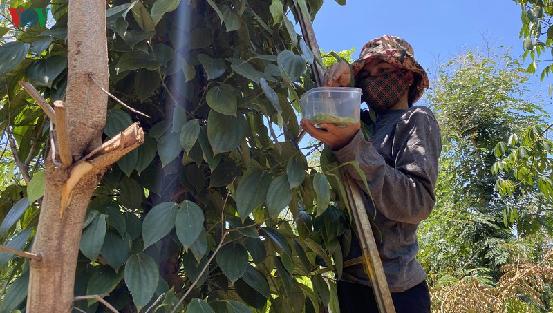 Các món ăn chế biến từ sâu và nhộng muồng có vị ngậy, bùi, thơm và giàu dinh dưỡng - được ví như “tôm rừng” của Tây Nguyên. 