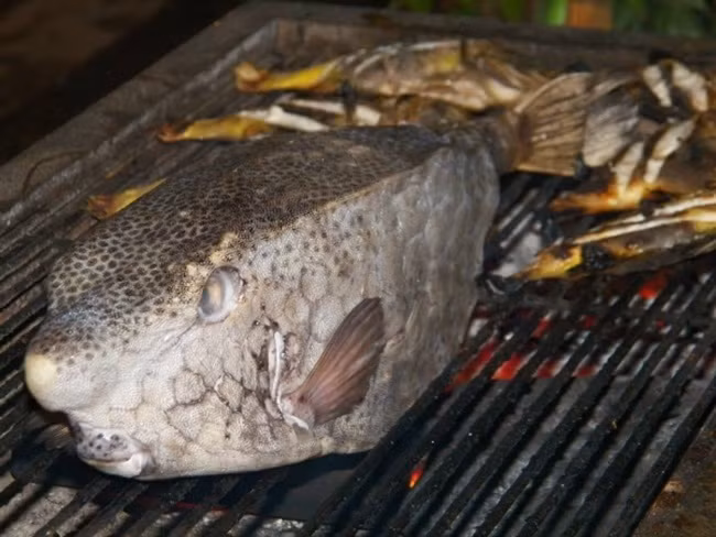 Loại cá này có thể sống tới độ sâu 50m, sống đơn độc hoặc theo đôi cũng có thể sống theo đàn 5-6 con. Thông thường chúng sống ở độ sâu hơn 10m.