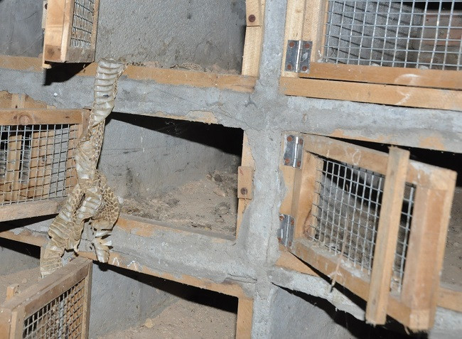 Ngoi lang ty phu nuoi mang xa noi tieng, gio ngap trong dong no-Hinh-8