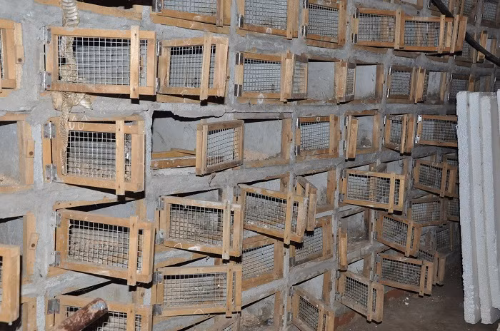 Ngoi lang ty phu nuoi mang xa noi tieng, gio ngap trong dong no-Hinh-7